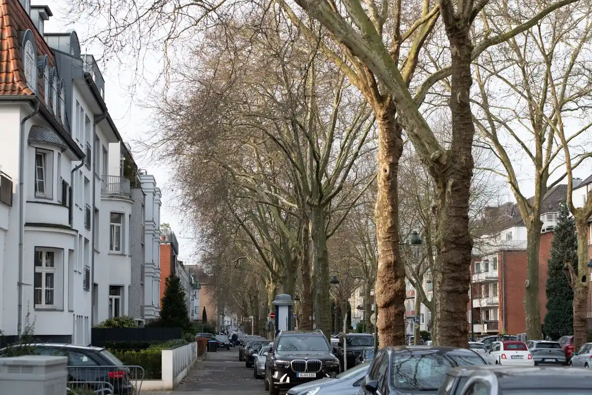 Eine breite Wohnstraße mit Mehrfamilienhäusern und altem Baumbestand